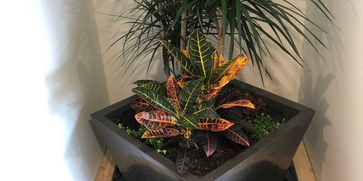 INDOOR PLANTS AND INTERIOR LANDSCAPING